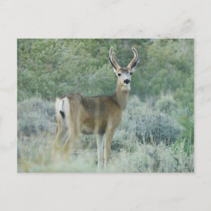 Carte Postale Cerf