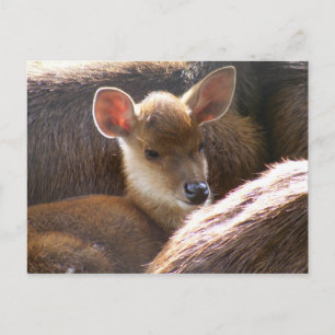 Carte Postale cerf