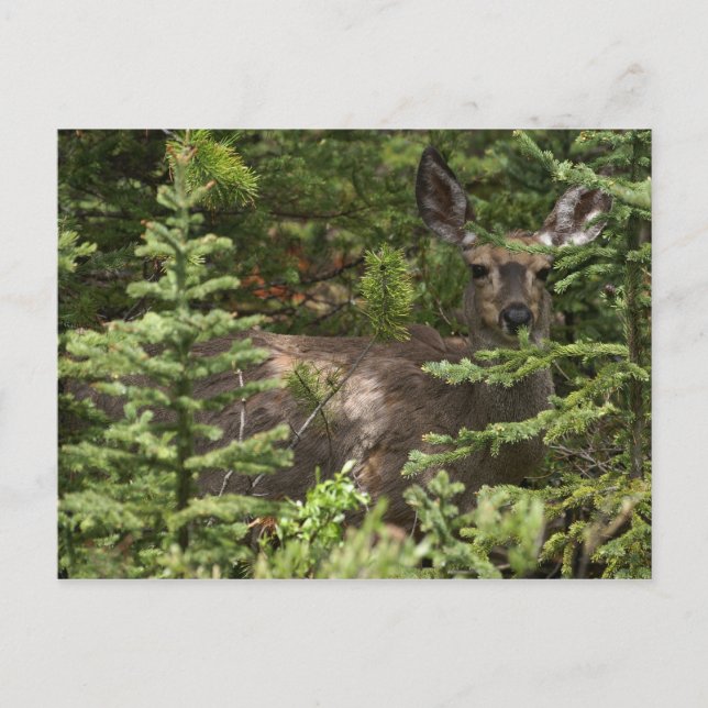Carte Postale Cerf (Devant)