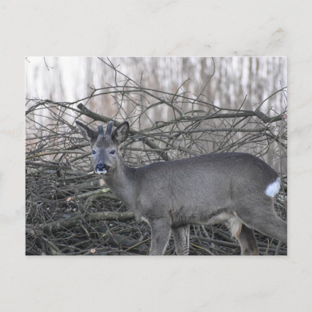 Carte Postale Cerf (Devant)