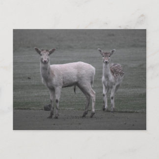 Carte Postale Cerf