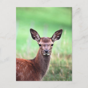 Carte Postale cerf