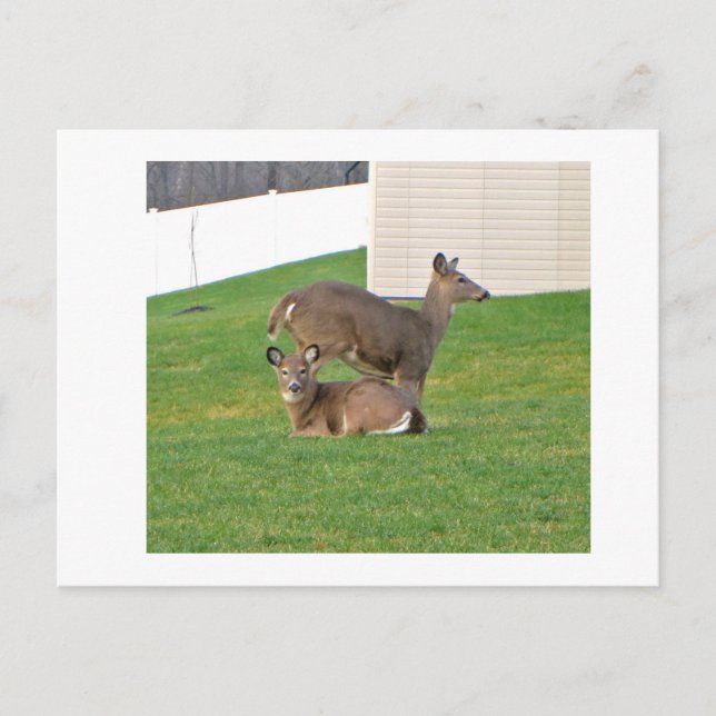 Carte Postale Cerf (Devant)