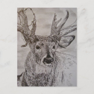 Carte Postale cerf 2