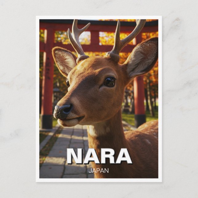 Carte Postale Cerf à Nara Park Voyage au Japon (Devant)