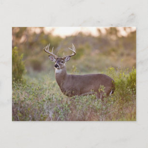 Carte Postale Cerf à queue blanche   Automne au Texas