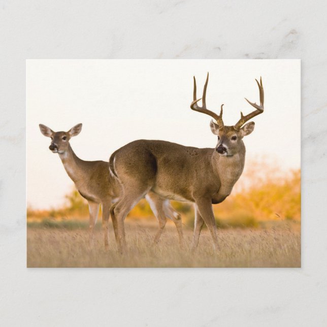 Carte Postale Cerf à queue blanche | Automne au Texas (Devant)