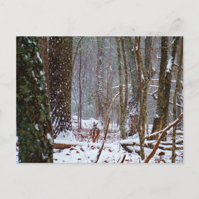 Carte Postale cerf à queue blanche dans la neige (Devant)