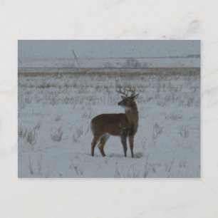 Carte Postale Cerf à queue blanche grand buck dans la neige D11