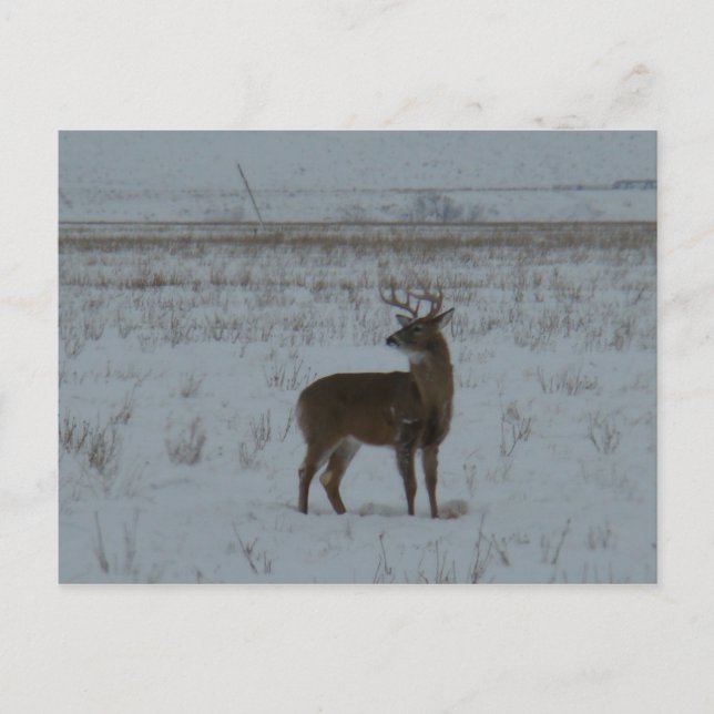 Carte Postale Cerf à queue blanche grand buck dans la neige D11 (Devant)