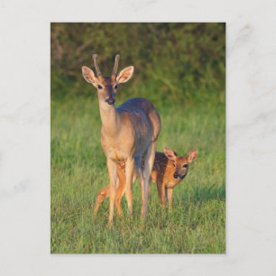 Carte Postale Cerf à queue blanche   Habitat herbeux