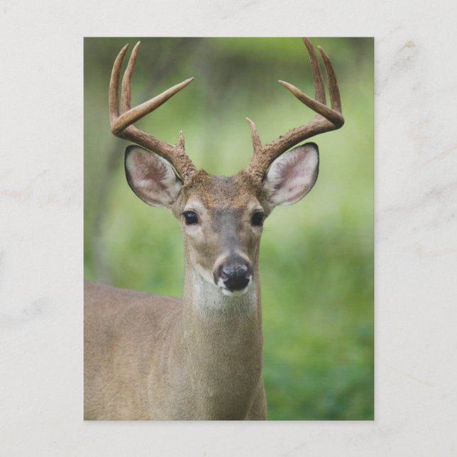 Carte Postale Cerf à queue blanche | Hill Country, Texas (Devant)