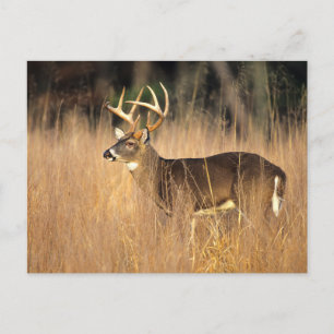 Carte Postale Cerf à queue blanche Montagnes fumées Tennessee