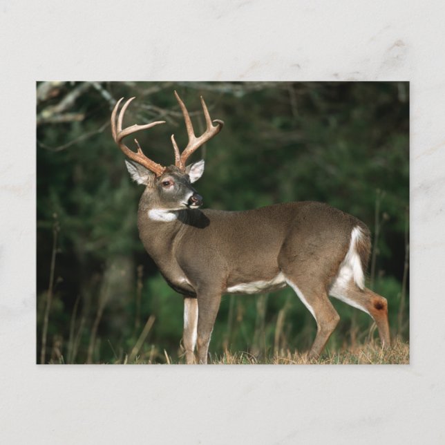 Carte Postale Cerf à queue blanche | Tennessee (Devant)