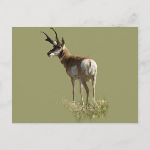 Carte Postale Cerf antilope A43