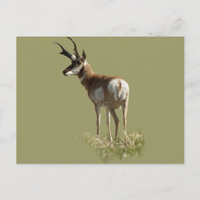 Carte Postale Cerf antilope A43 (Devant)