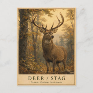 Carte Postale Cerf Biche Forêts VINTAGE