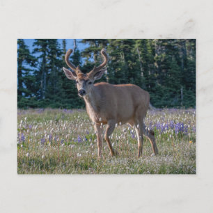 Carte Postale Cerf Blacktail Buck Parc national Olympique