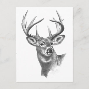 Carte Postale cerf blanc 84