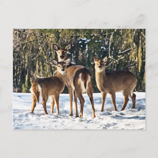 Carte Postale Cerf blanc en neige (Devant)