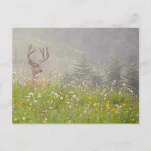 Carte Postale Cerf Buck   Parc national du mont Rainier