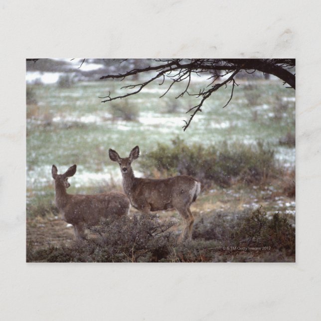 Carte Postale Cerf courant (Devant)