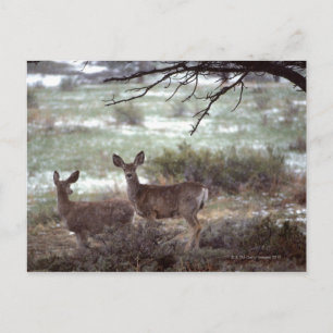 Carte Postale Cerf courant