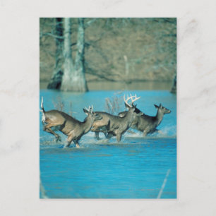 Carte Postale Cerf courant dans l'eau
