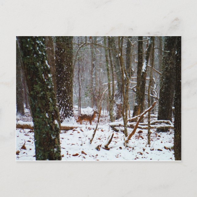 Carte Postale Cerf dans la chute de neige (Devant)
