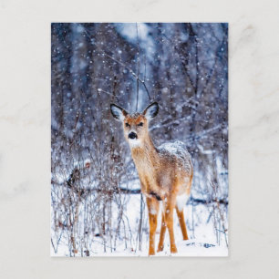 Carte Postale Cerf dans la neige,