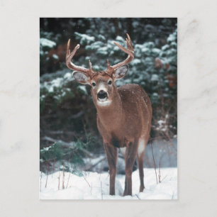 Carte postale Cerf dans la neige