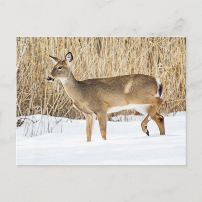 Carte Postale Cerf dans la neige (Devant)