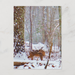 Carte Postale Cerf dans la neige, lécher la jambe