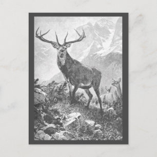Carte Postale Cerf dans les Hautes Montagnes