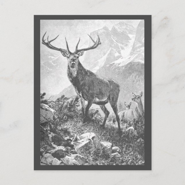 Carte Postale Cerf dans les Hautes Montagnes (Devant)