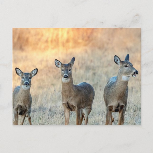 Carte Postale Cerf dans un champ (Devant)