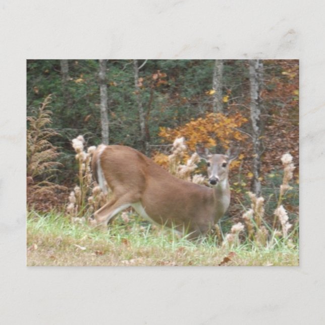 Carte Postale Cerf d'automne dans le lac Arrowhead (Devant)