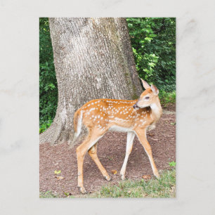 Carte Postale Cerf de bébé