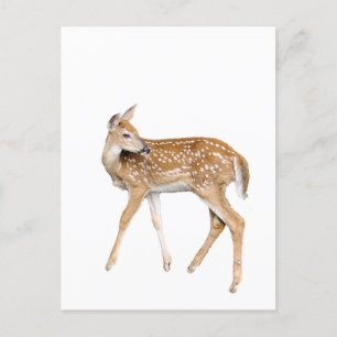 Carte Postale Cerf de bébé