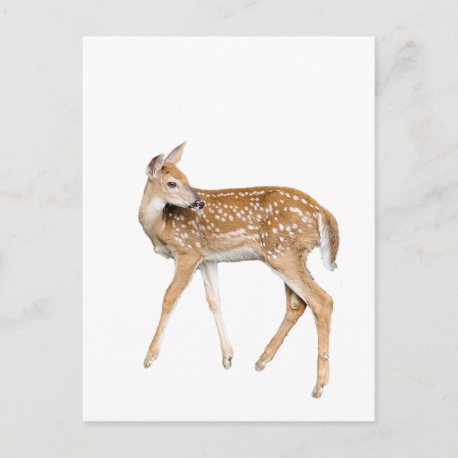 Carte Postale Cerf de bébé (Devant)