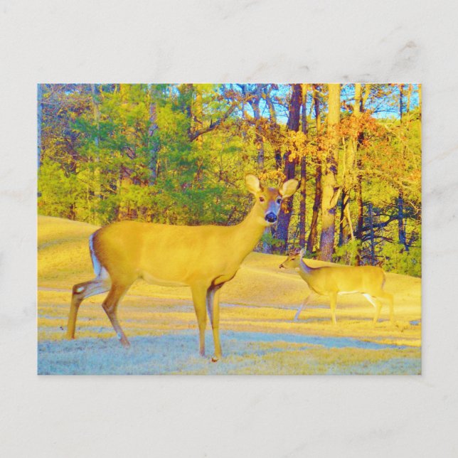 Carte Postale Cerf de couleur moutarde avec bleu clair (Devant)