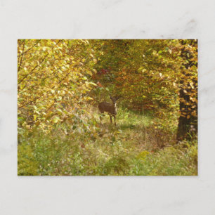 Carte Postale Cerf de Pennsylvanie à l'automne