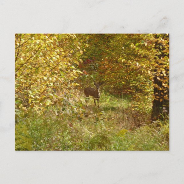 Carte Postale Cerf de Pennsylvanie en automne (Devant)