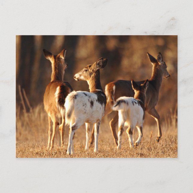 Carte Postale Cerf de Piebald (Devant)