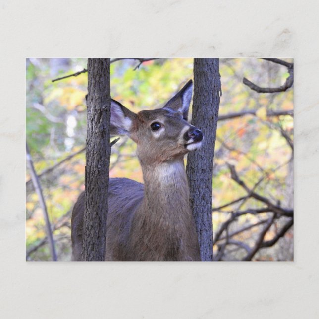 Carte Postale Cerf de près (Devant)
