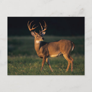 Carte Postale Cerf de Virginie Choke Canyon State Park, TX