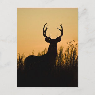 Carte Postale cerf de Virginie (Odocoileus virginianus)