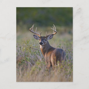 Carte Postale cerf de Virginie Odocoileus virginianus
