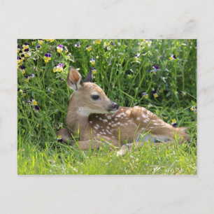 Carte Postale Cerf de Virginie (Odocoileus virginianus)