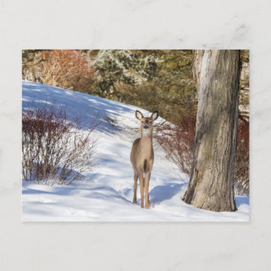 Carte Postale Cerf De Virginie Qui Vous Regarde